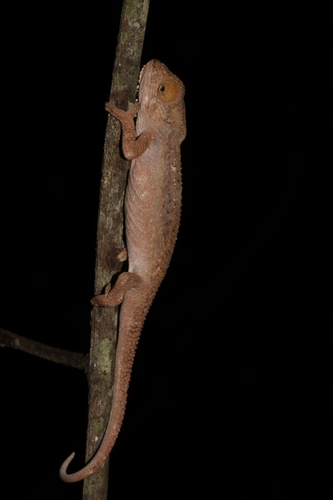 Grootvadersbosch Dwarf Chameleon, Bradypodion venustum