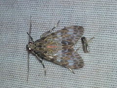 Eucereon myrina