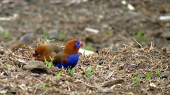 Granatina ianthinogaster