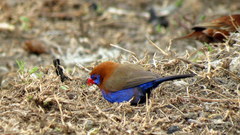 Granatina ianthinogaster