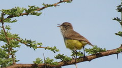 Eremomela icteropygialis