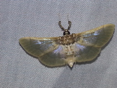 Apilocrocis brumalis