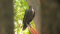 Corvus rhipidurus