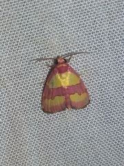 Phoenicophanta bicolor
