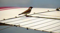 Passer castanopterus