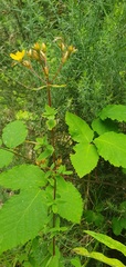 Hypericum undulatum image