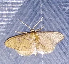 Idaea amplipennis