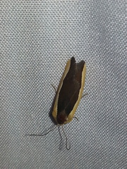 Ponometia exigua