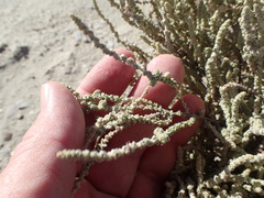 Atriplex julacea
