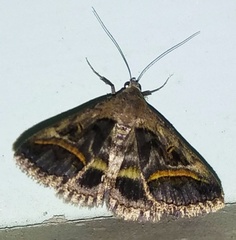 Acantholipes circumdata