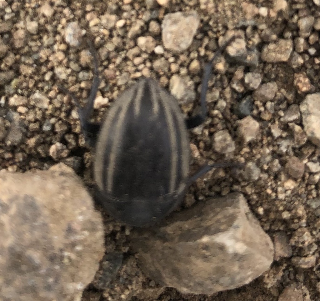 Praocis spinolai