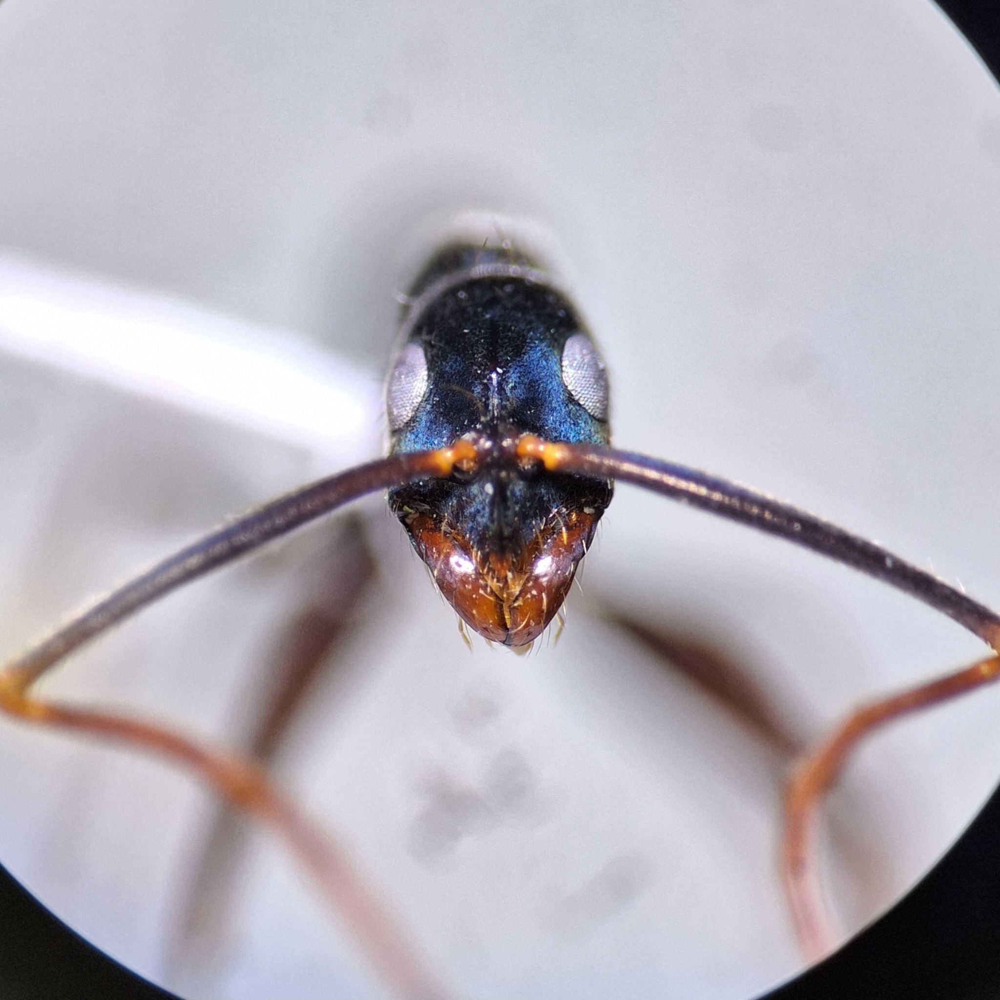 Leptogenys cuneata