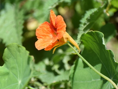 Tropaeolum majus