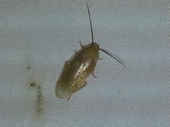 Panchlora cahita