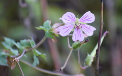 Geranium wallichianum