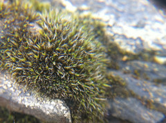 Coscinodon cribrosus