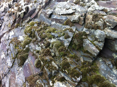 Coscinodon cribrosus