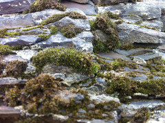 Coscinodon cribrosus