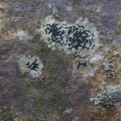 Opegrapha