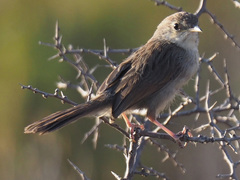 Cisticola subruficapilla
