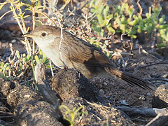 Cisticola subruficapilla