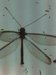 Haploglenius flavicornis