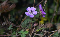 Geranium wallichianum