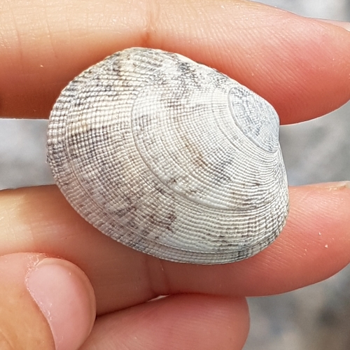 grooved carpet shell