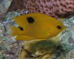 Threespot Damselfish photo 4