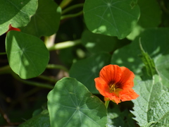 Tropaeolum majus