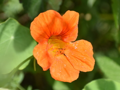 Tropaeolum majus