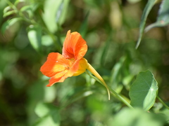 Tropaeolum majus