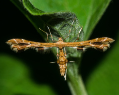 Geina periscelidactylus