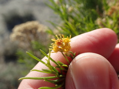 Xylothamia diffusa
