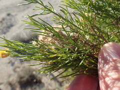Xylothamia diffusa
