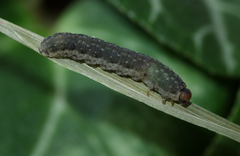 Empria candidata