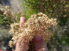 Xylothamia diffusa