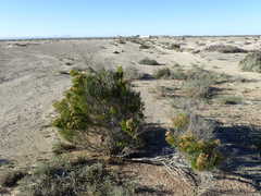 Xylothamia diffusa
