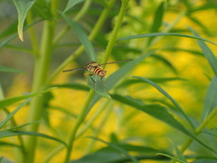 Meliscaeva cinctella image