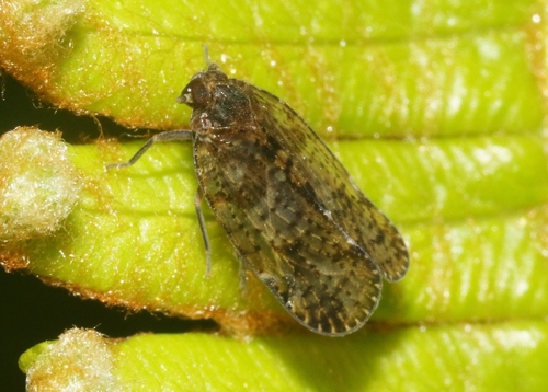 Iolania perkinsi observed 2023-07-21
