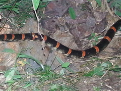 Rhinocheilus antonii