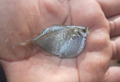 Gasteropelecus maculatus