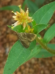 Heliothelopsis