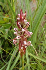 Satyrium cristatum