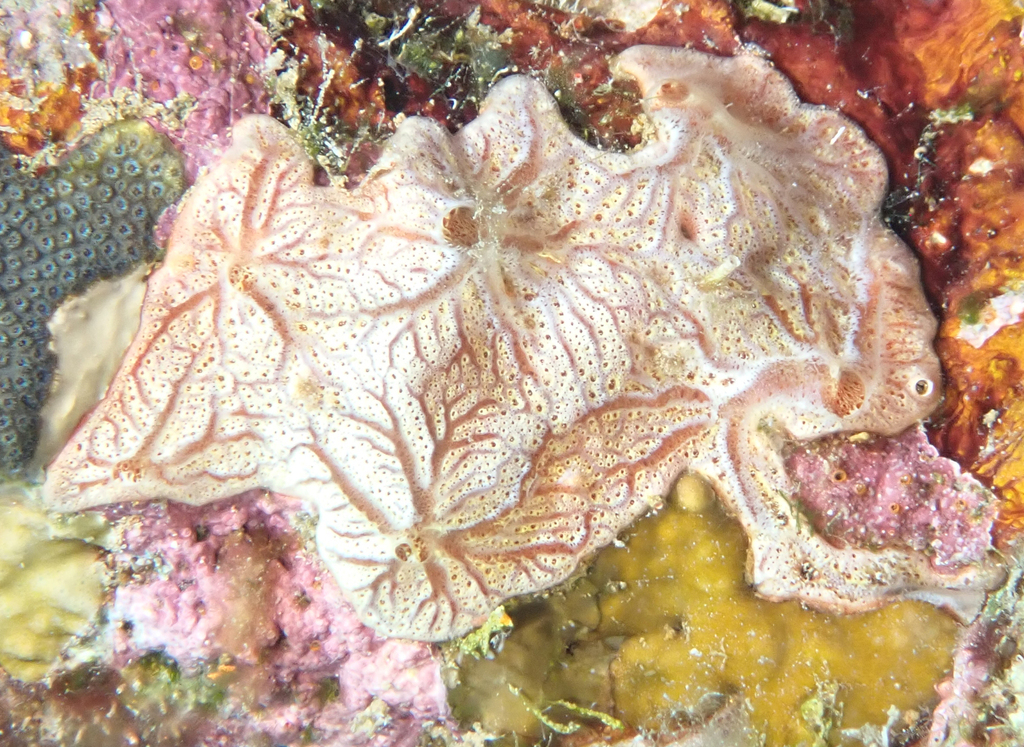 Clathria curacaoensis
