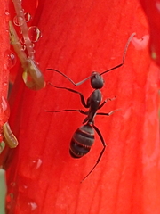 Camponotus eugeniae
