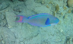 Cetoscarus bicolor