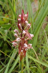 Satyrium cristatum