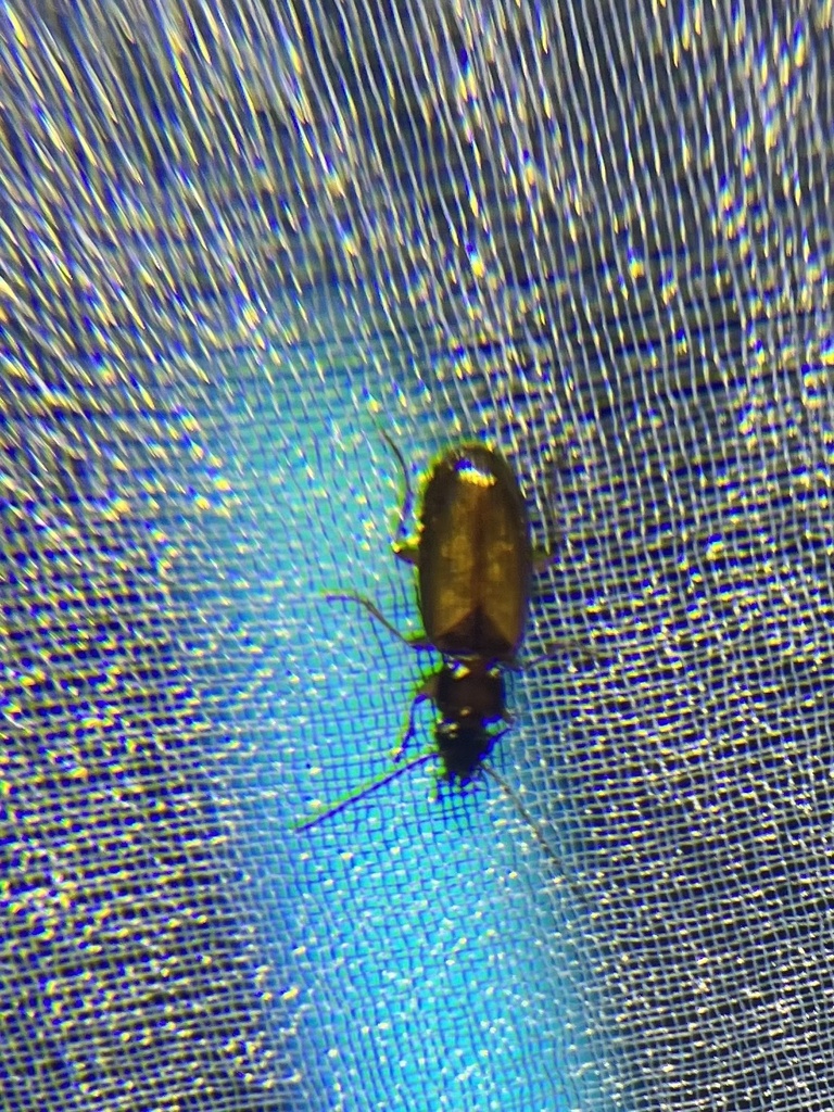 Axinopalpus fusciceps