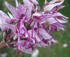Orchis simia